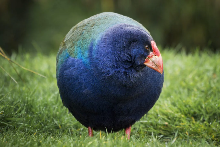 A plump, round takahe bird with deep blue and green feathers stands on grass, facing slightly to the right. Its beak is large, red, and slightly hooked, contrasting with its colorful plumage.