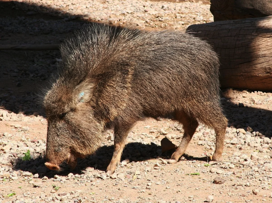 A collared peccary with coarse, dark fur walks on rocky ground, its head lowered as if sniffing or searching for food. Sunlight casts shadows on its body.