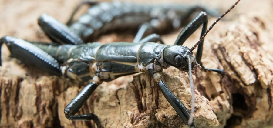 A close-up of a black stick insect with long legs and antennae, resting on a piece of rough, light brown tree bark.