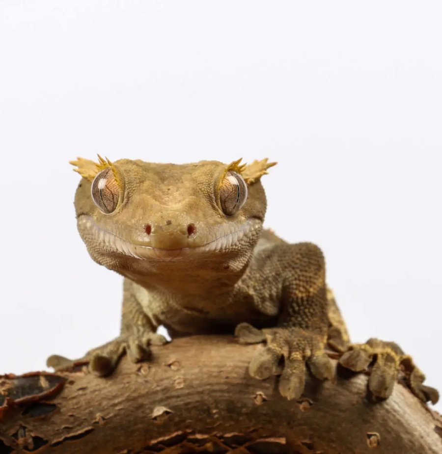 A crested gecko with textured brown and tan skin sits on a branch, facing the camera against a plain white background. Its large eyes and fringed crests above its head are clearly visible.