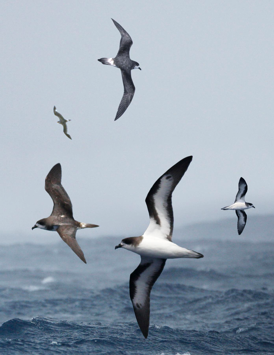 Five seabirds with dark wings and white undersides glide above choppy, dark blue ocean waves under a gray, overcast sky. The birds appear to be in mid-flight, scattered at different distances.