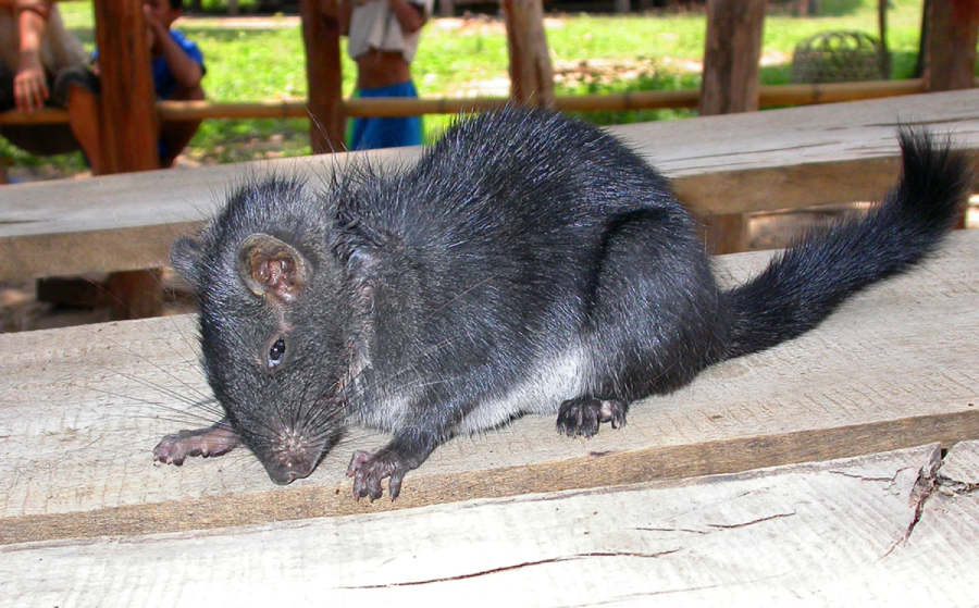 A black, furry rodent with a long tail sits on a wooden surface outdoors, surrounded by blurred greenery and people in the background.