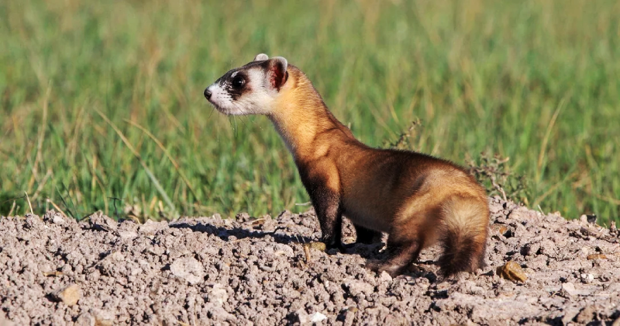 A black-footed ferret stands alert on a mound of dirt in a grassy field, its slender body and distinctive dark face markings clearly visible.