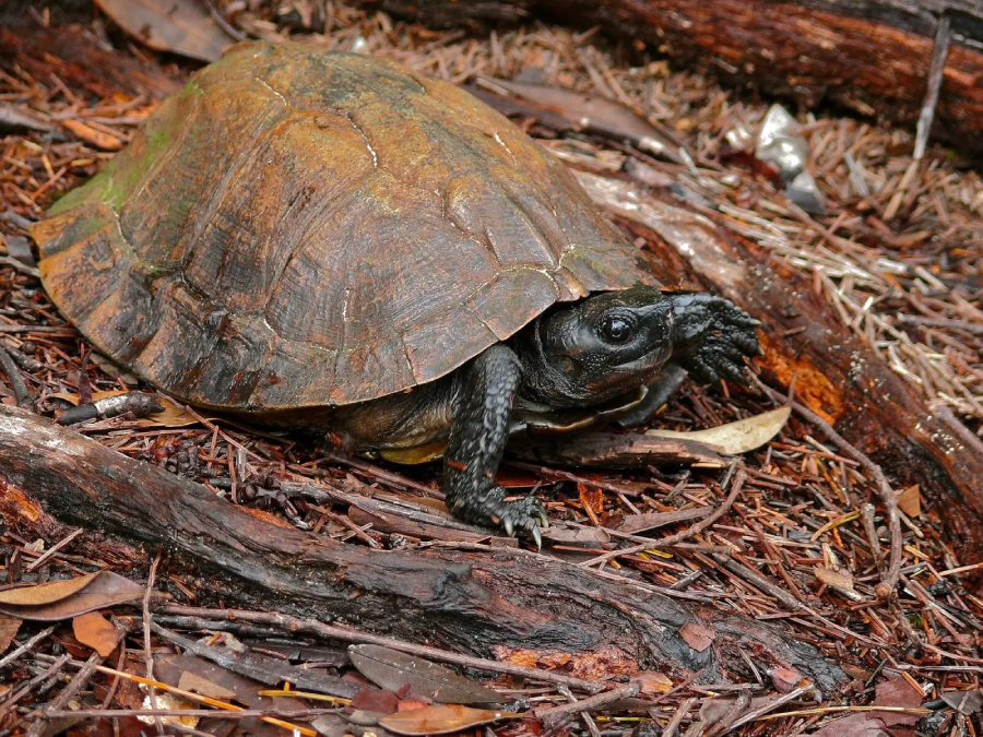 A turtle with a dark, rough shell and black head is perched on a forest floor covered in dry leaves, twigs, and bark. Its head is extended and one front leg is visible, as if it's moving forward.