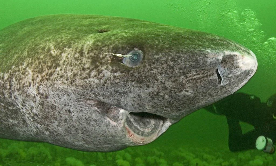 A close-up of a large Greenland shark swimming underwater with a diver in the background, surrounded by green-tinged water.