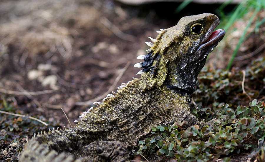 A tuatara, a reptile with rough, brownish-green skin and spiky ridges along its back, sits on the ground among small plants and soil, with its mouth slightly open.