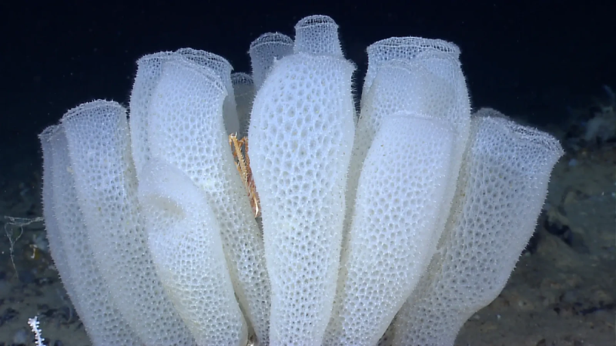 A cluster of white, tubular deep-sea sponges with a porous, lattice-like texture sits on the ocean floor against a dark background.