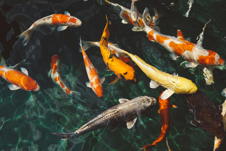 Colorful koi fish swim in clear, rippling water. The fish display vibrant shades of orange, white, yellow, and black, creating a lively scene above a dark pond.