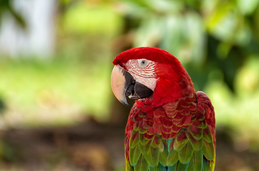 A vibrant red and green parrot with a curved beak stands outdoors, surrounded by blurred green foliage in the background.