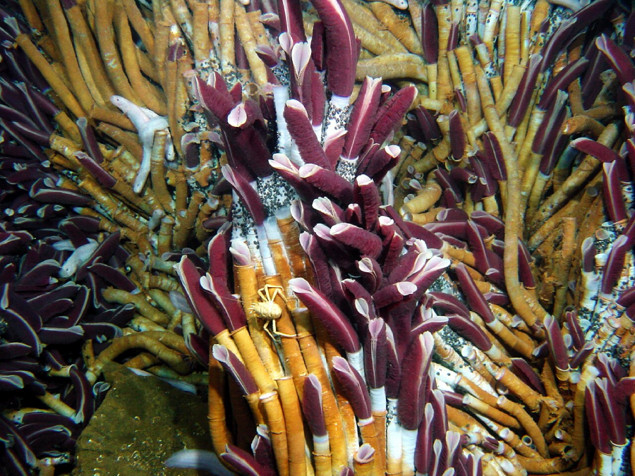 Clusters of tube worms with maroon and white plumes and yellowish-orange tubes grow closely together on the ocean floor, surrounded by other marine life and rocky surfaces.