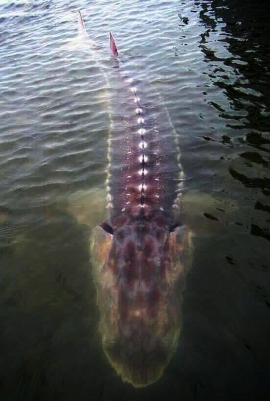 A large sturgeon swims just below the surface of murky water, its elongated body and bony ridges clearly visible through the ripples.