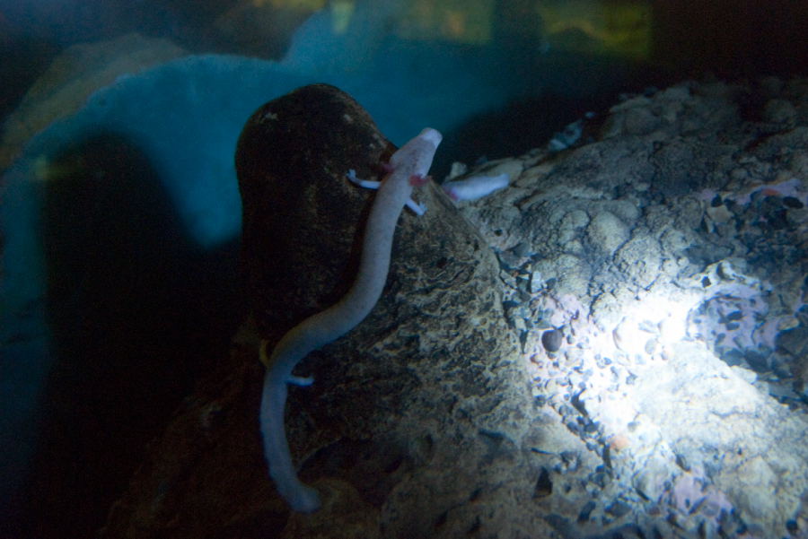 A pale, slender aquatic salamander with tiny limbs clings to a textured, rocky surface underwater, illuminated by a beam of light in an otherwise dark environment.