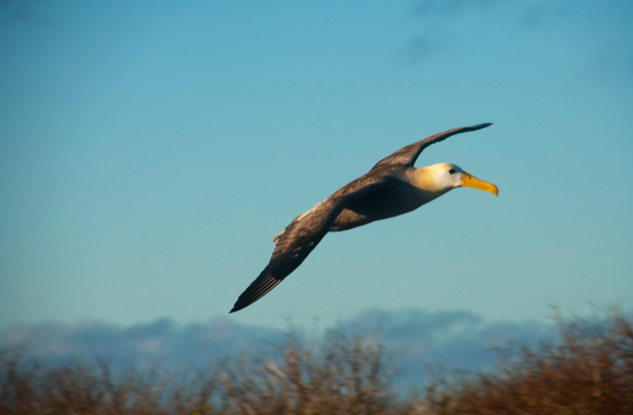 A large seabird with long wings and a yellow beak, possibly an albatross, soars in the sky above blurred vegetation with a blue sky and distant clouds in the background.