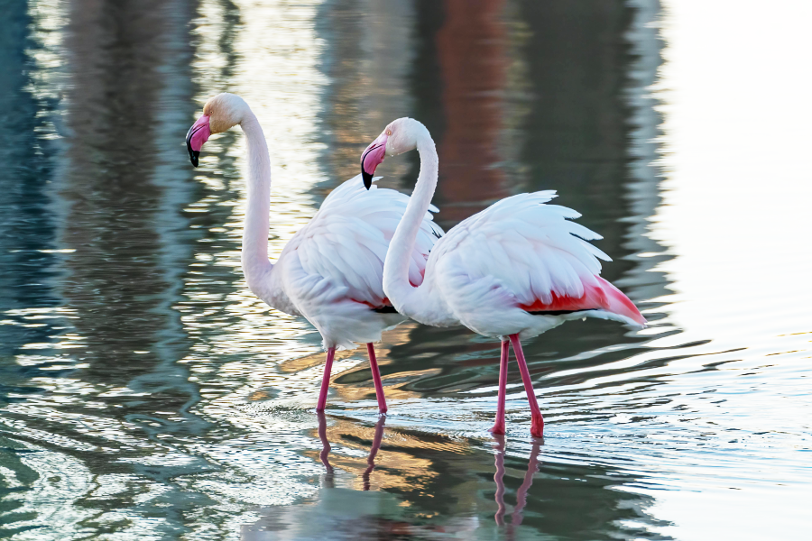 Two flamingos with white and pink feathers stand in shallow water, facing each other, with their reflections visible on the rippled surface.