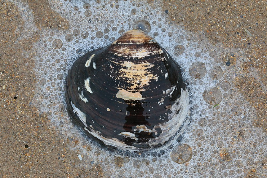 A dark, weathered clam shell with patches of white sits on wet sand, surrounded by bubbles and foam from the ocean.