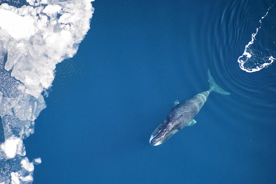 Aerial view of a whale swimming in deep blue water near the edge of floating ice, with ripples trailing behind the whale.