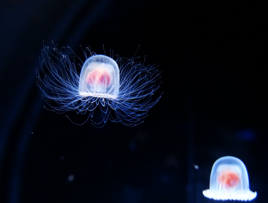Two translucent jellyfish with glowing blue tentacles and pinkish-red centers float in dark water, illuminated against the black background.