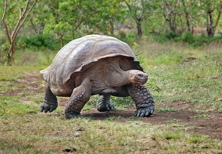 A large Galápagos tortoise with a domed shell walks slowly across a grassy, dirt-covered area with trees and greenery in the background.