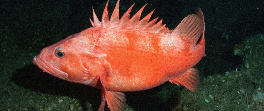 A bright orange fish with spiny dorsal fins swims near the sandy ocean floor in dark water.