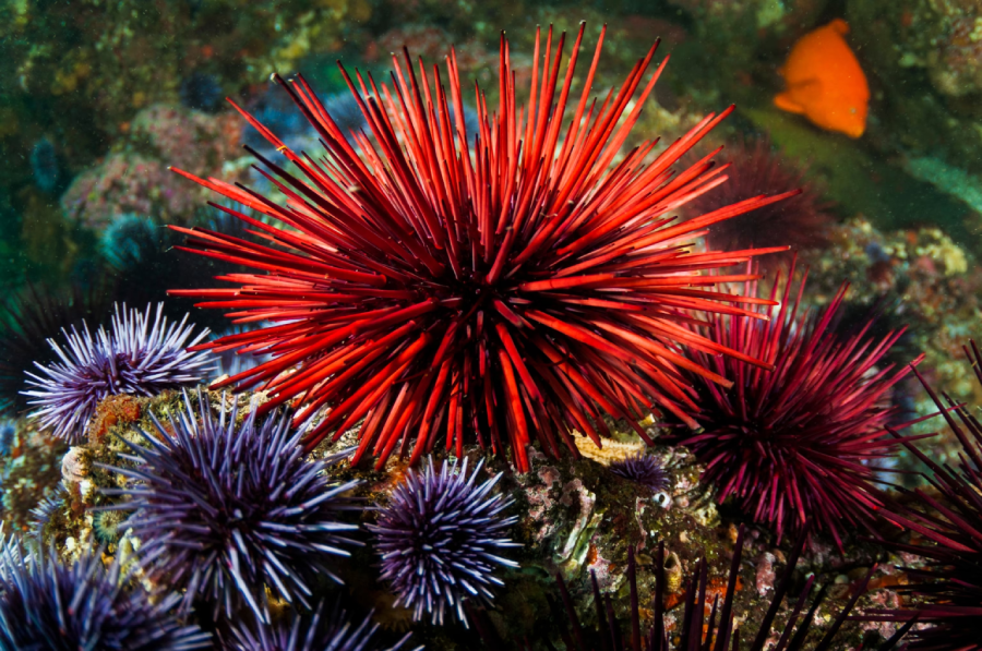 A bright red sea urchin is surrounded by several purple sea urchins on a rocky underwater surface, with a blurred orange fish swimming in the background.