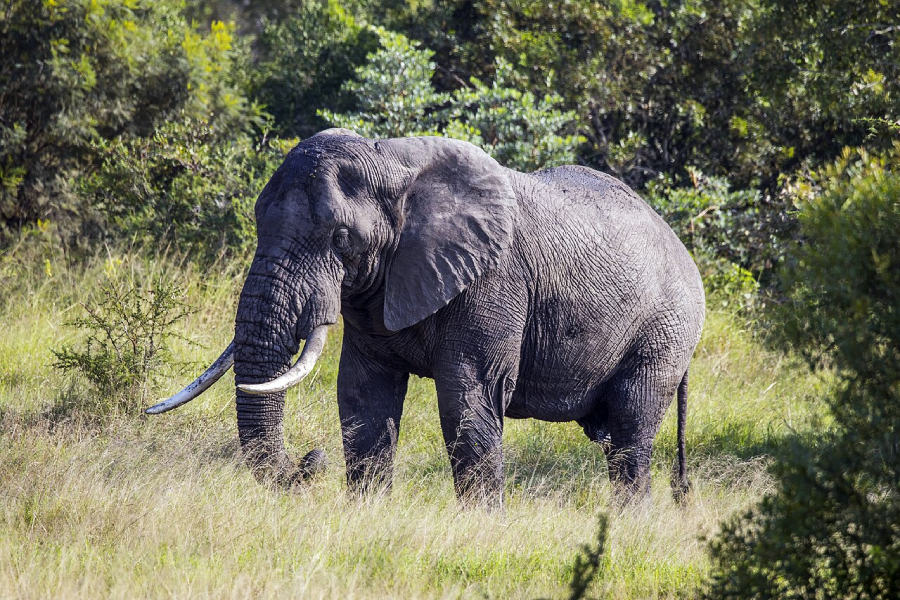 An adult elephant with large tusks stands in tall grass, surrounded by green bushes and trees in a natural, sunlit environment.