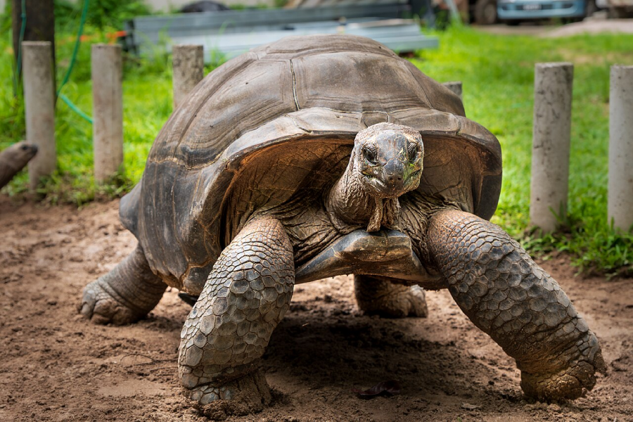 A large tortoise with a domed shell and thick, wrinkled legs walks on sandy ground in an outdoor enclosure with grass and concrete posts in the background.