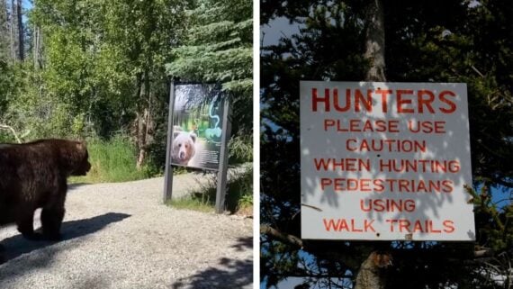 Left: A bear stands on a gravel path looking at a sign with a bear's face on it. Right: A sign on a tree reads, &ldquo;HUNTERS PLEASE USE CAUTION WHEN HUNTING PEDESTRIANS USING WALK, TRAILS.&rdquo;