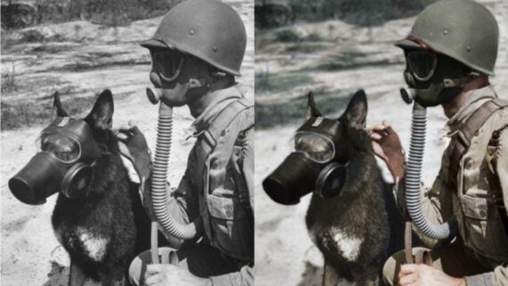 A soldier and a dog both wearing gas masks; the image is shown in black and white on the left and colorized on the right. The soldier wears a helmet and military uniform, kneeling beside the dog outdoors.
