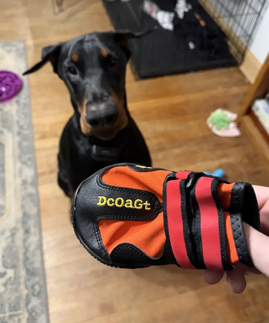 A person holds a small red and black dog shoe with “DCOAGt” written on it, while a Doberman dog sits on a wooden floor in the background, looking up. Dog toys and a crate are also visible nearby.