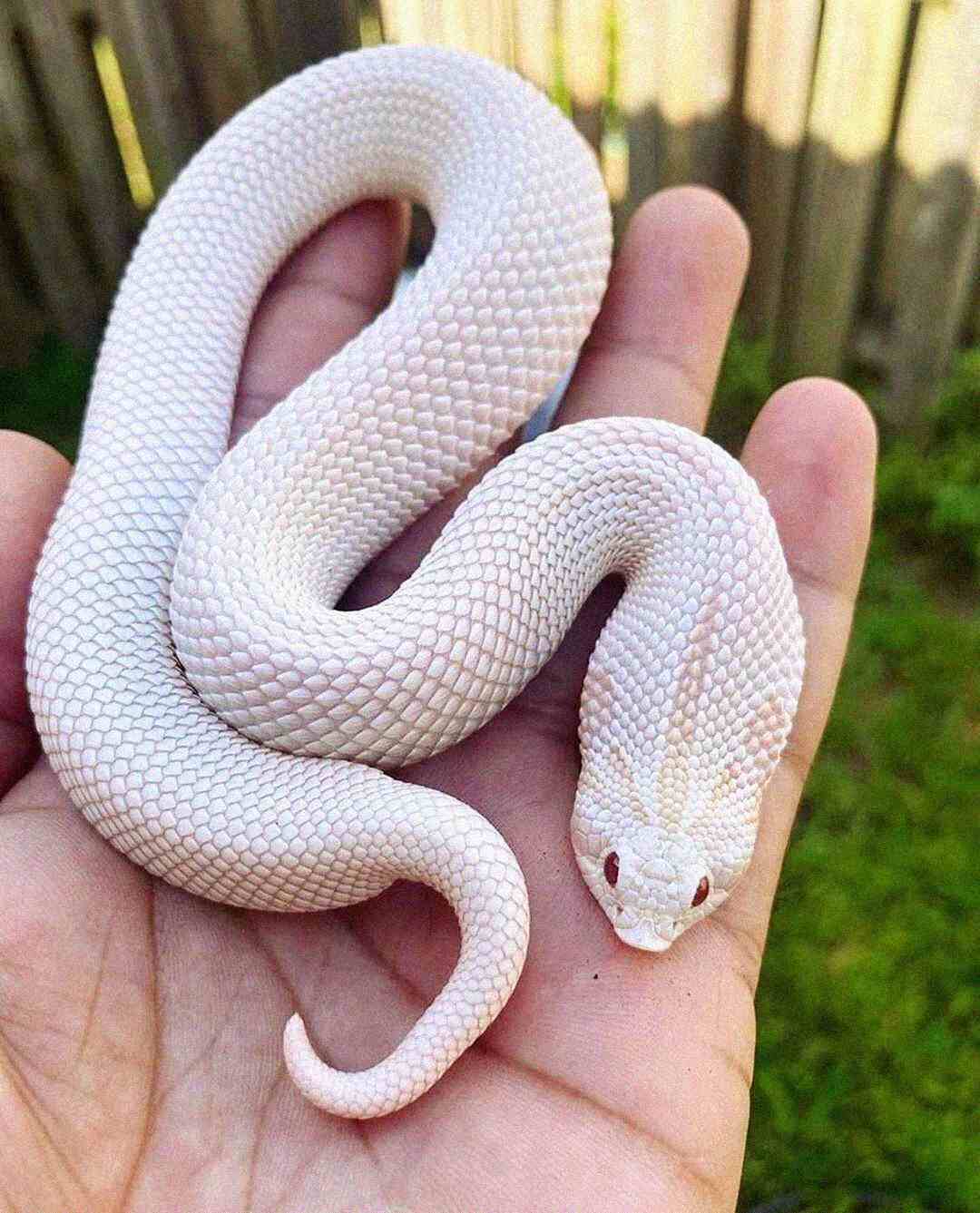 Animals That Fake Being Dangerous to Survive