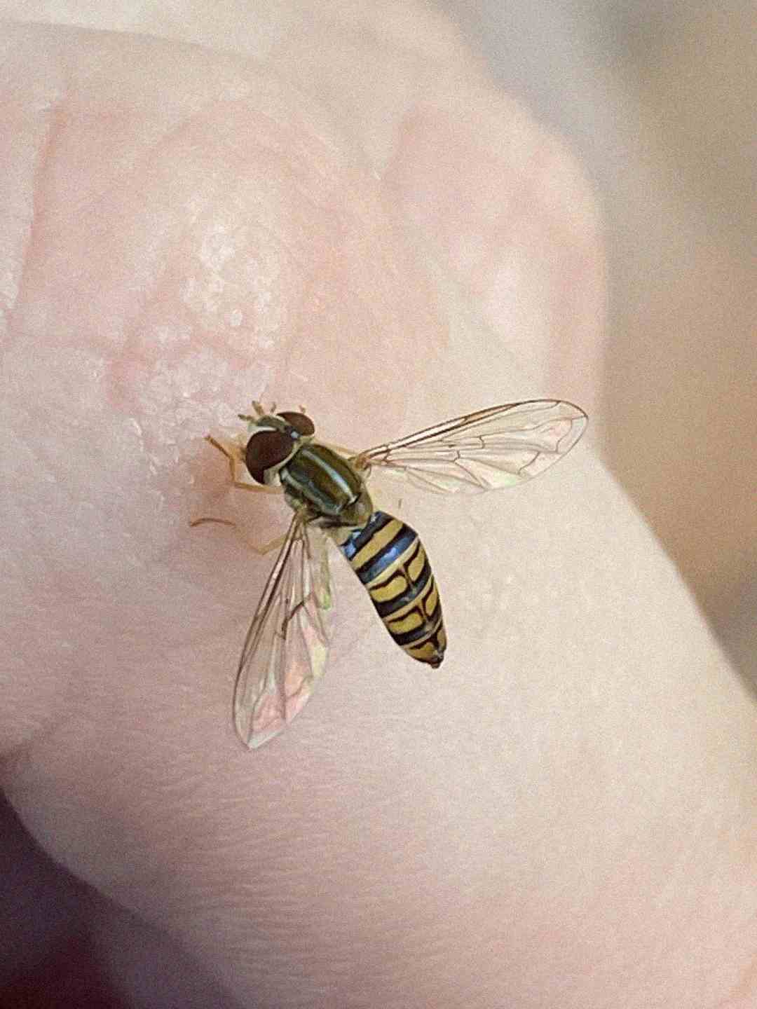 A close-up of a hoverfly with striped yellow and black body and clear wings resting on pale human skin.