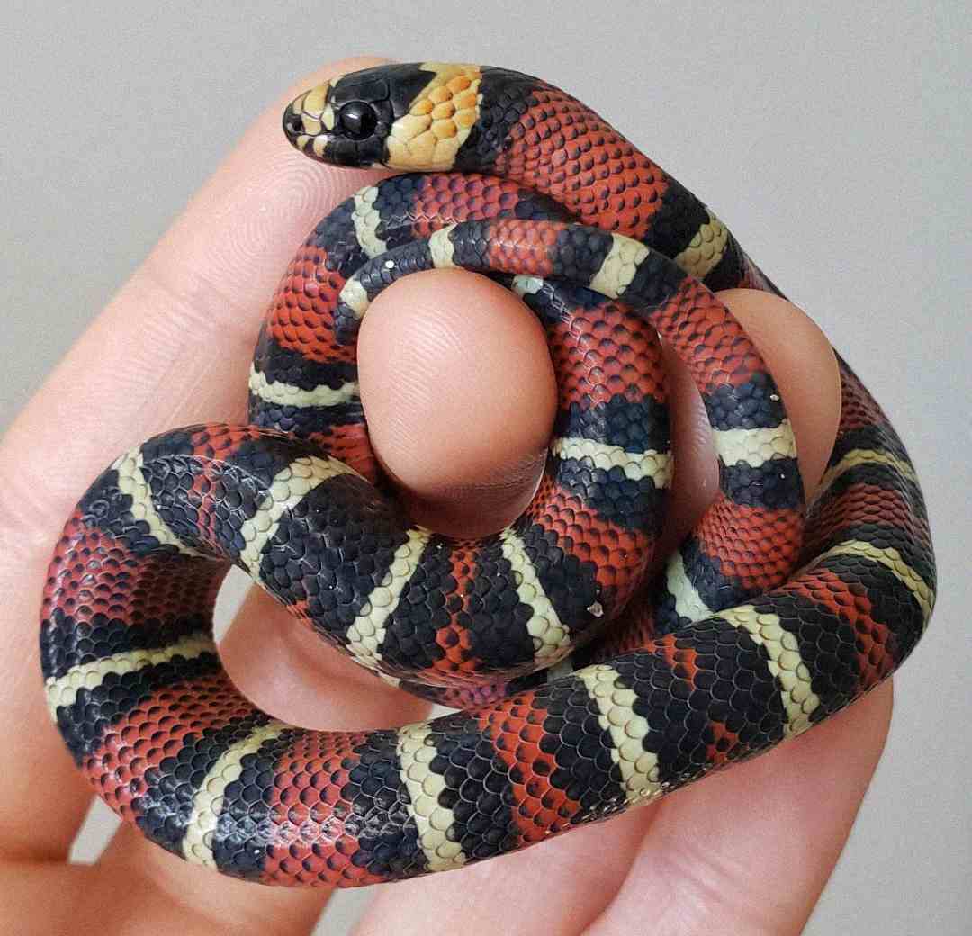 A person holds a small, coiled snake with black, red, and yellow bands on its body, gently wrapped around their fingers against a plain background.