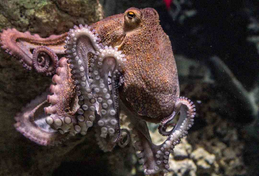A close-up of a brown octopus with textured skin and curled tentacles, clinging to a rock in an underwater environment. The background is dark with a few blurred rocks and marine elements visible.