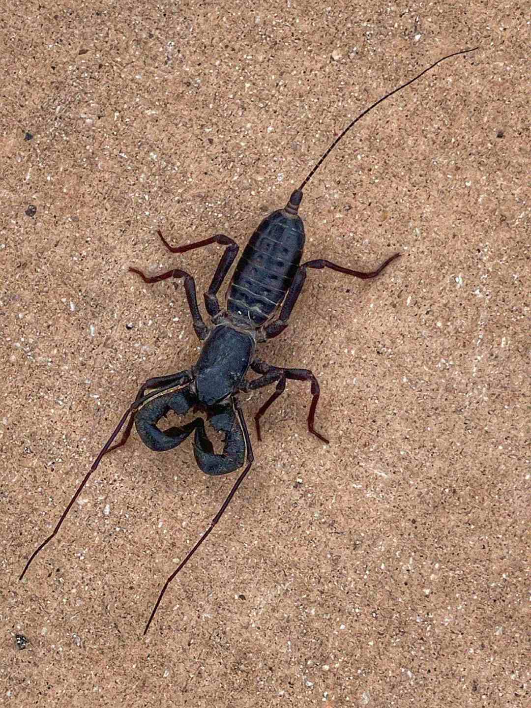 A close-up of a vinegaroon, also known as a whip scorpion, on a tan, sandy surface. The dark, segmented body, long whip-like tail, and large pincers are clearly visible.