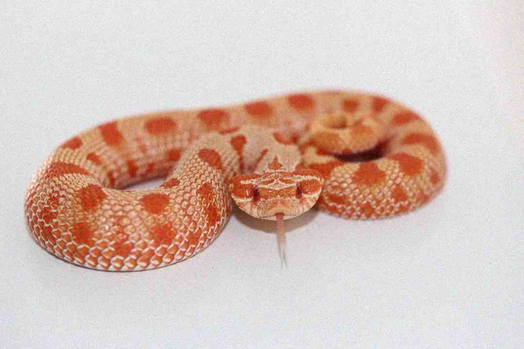 A Western Hognose snake with orange and cream markings is coiled on a white surface, facing forward with its tongue sticking out.