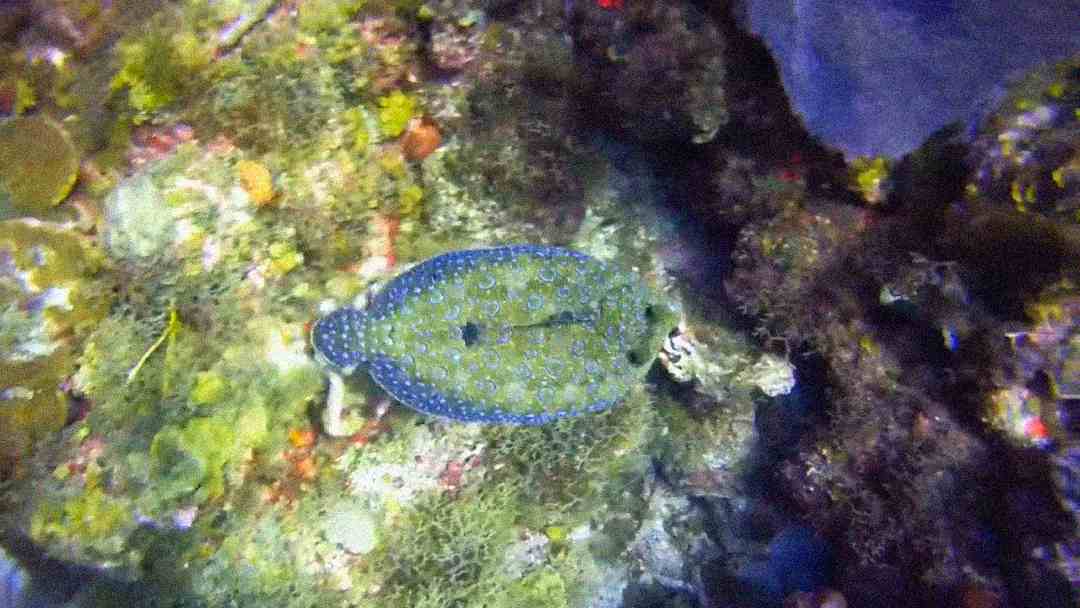 A flat fish with blue spots and a greenish body blends into a colorful coral reef on the ocean floor.