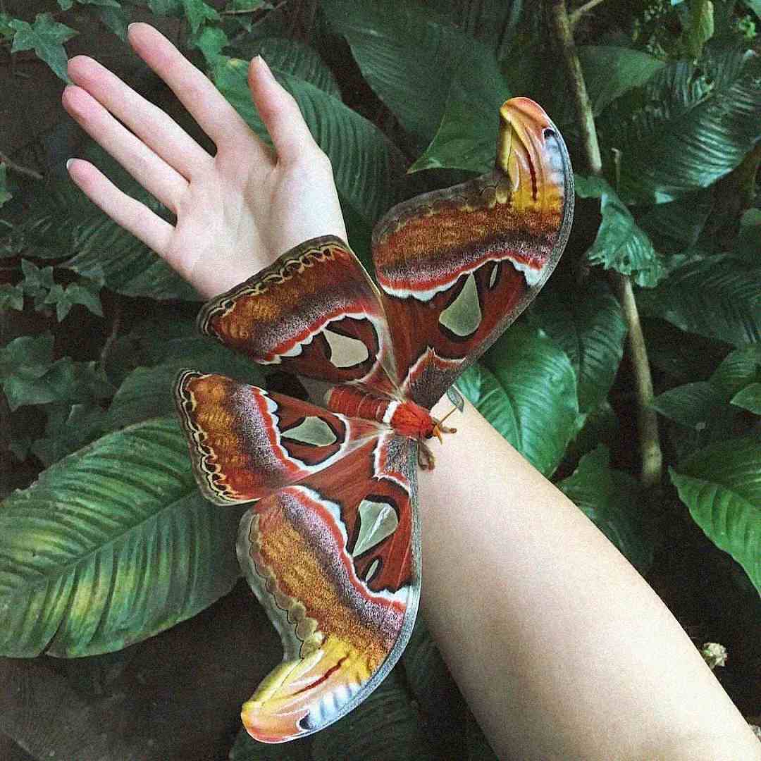 A large, colorful moth with brown, orange, and yellow patterns rests on a person's outstretched arm, surrounded by lush green leaves in the background.