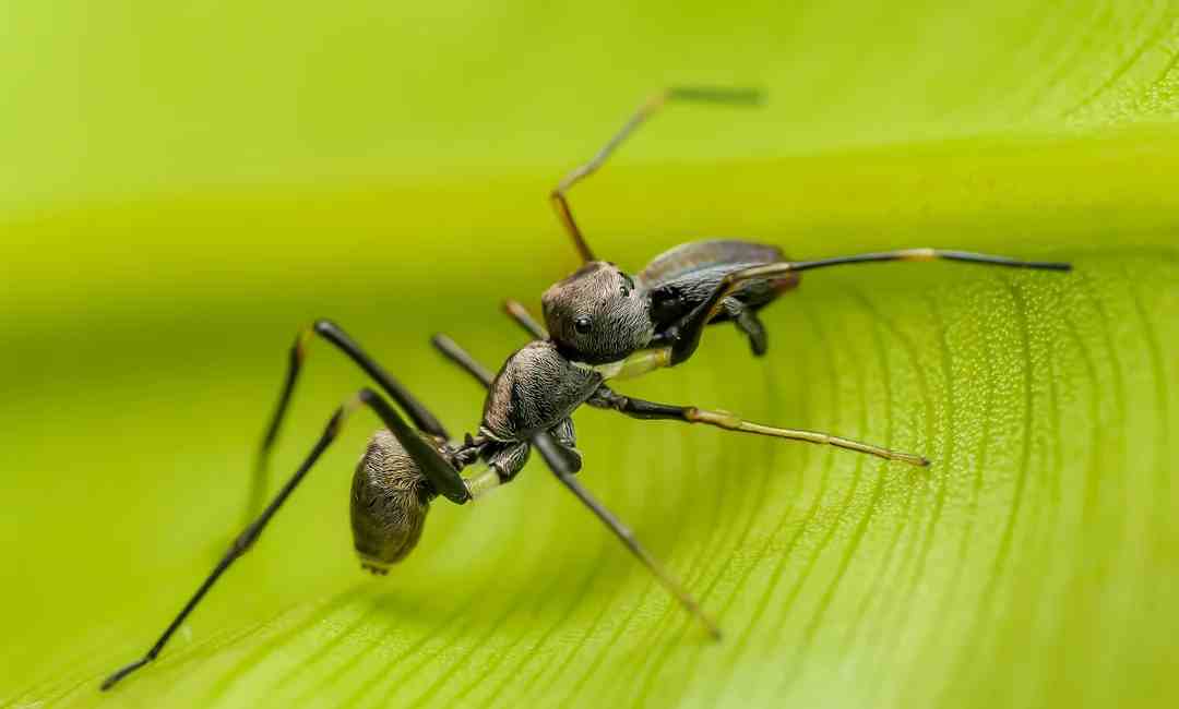 Close-up of a black ant walking on a bright green leaf, with the leaf’s veins clearly visible in the background. The ant is sharply focused, showing detailed body segments and legs.