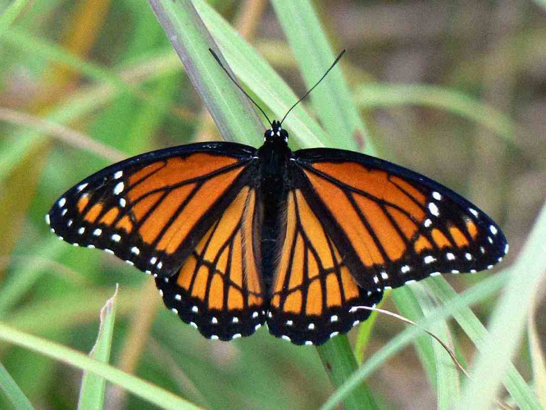 A monarch butterfly with orange wings bordered in black and white spots rests on green grass blades.