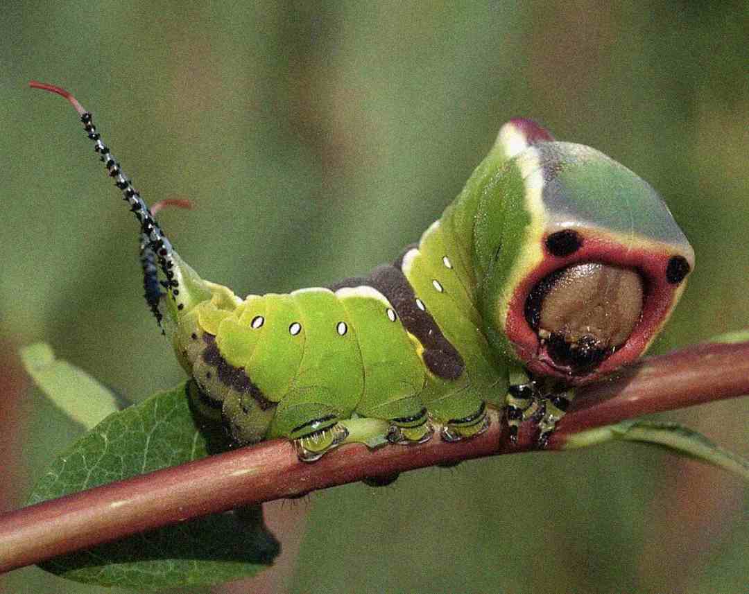 A bright green caterpillar with eye-like markings and a brown, mouth-like pattern on its head clings to a thin branch with green leaves, blending in with its natural surroundings.