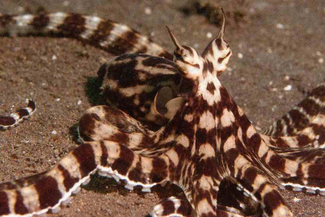 A mimic octopus with brown and white striped patterns on its body and arms is spread out on the sandy ocean floor, displaying its ability to imitate other sea creatures.