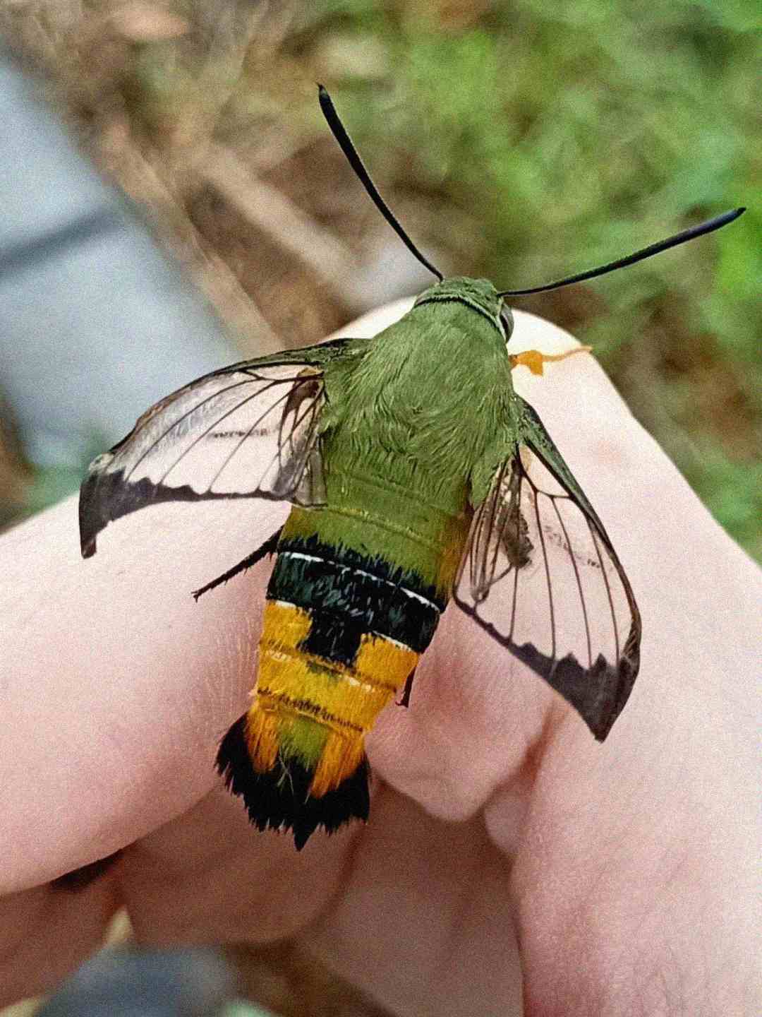 A close-up of a green and yellow hummingbird moth with transparent wings resting on a person's hand, with blurred grass and pavement in the background.