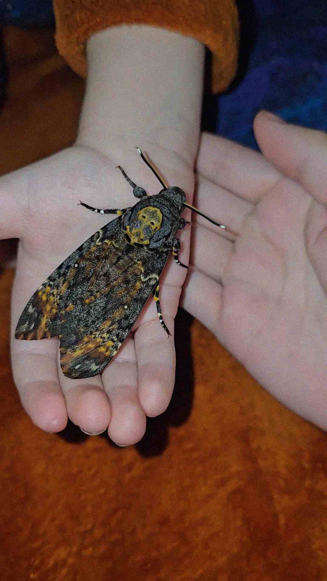 A large, dark moth with orange and yellow markings rests on a person’s open palm. The moth has a distinctive yellow pattern resembling a skull on its thorax. The background includes another hand and an orange cloth.
