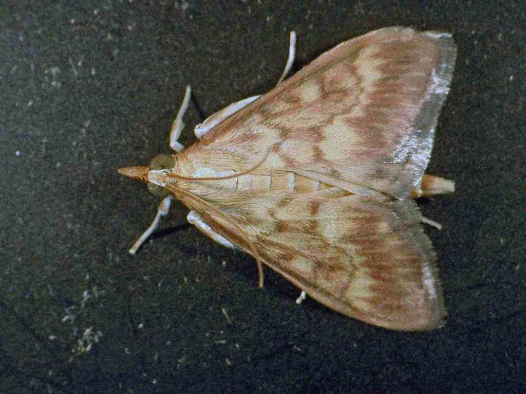 A close-up image of a light brown moth with patterned wings resting on a dark surface. The moth’s wings are spread open, showing subtle markings and its body is visible from above.