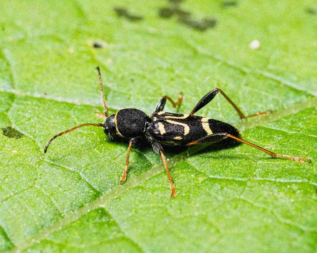 A close-up of a black and yellow beetle with long legs and antennae, resting on a bright green leaf. The leaf’s surface and veins are clearly visible.