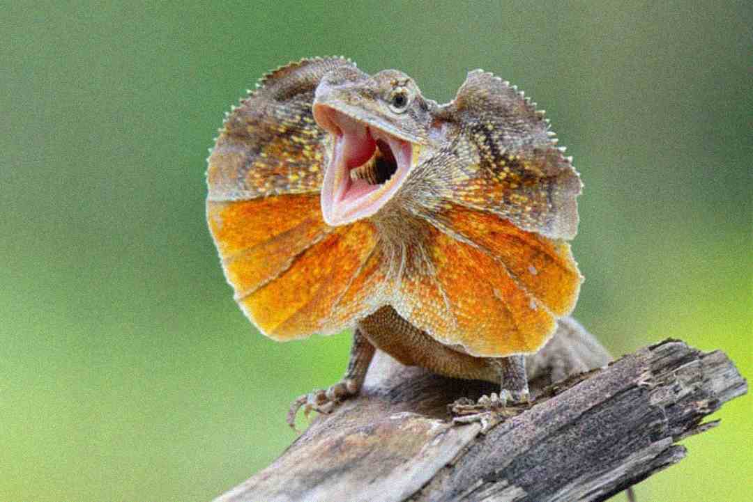 A frilled lizard perched on a branch with its frill extended and mouth open, displaying vibrant orange and yellow colors against a blurred green background.