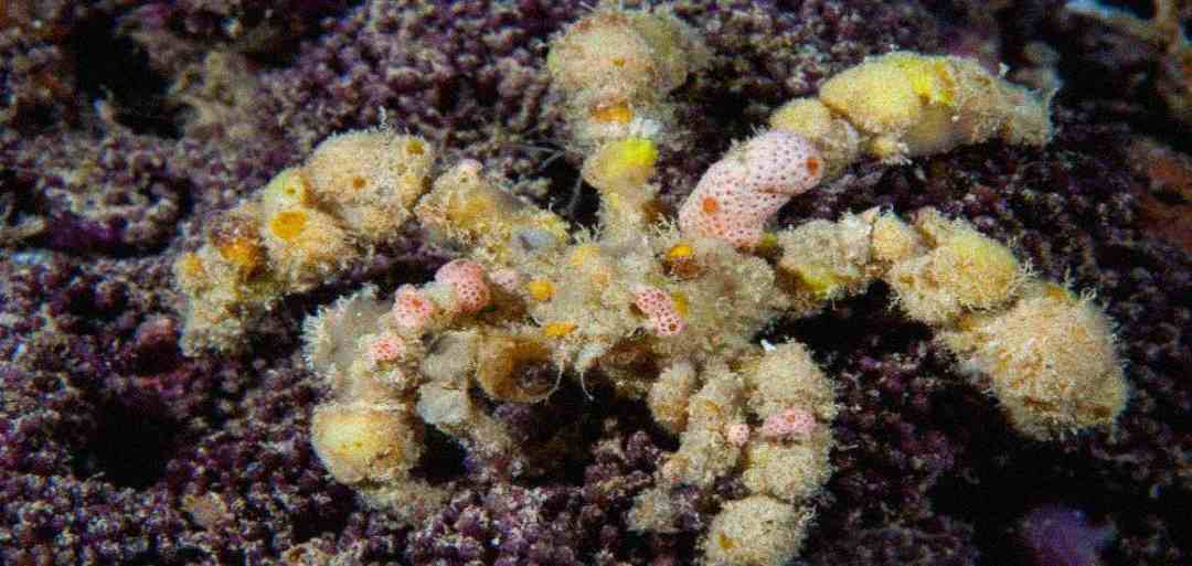 A decorator crab covered in sponges and other sea life blends into a rocky, purple seabed, using its camouflage for protection.