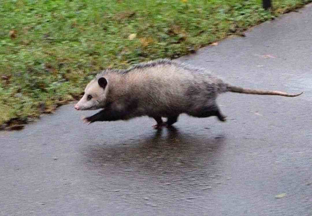 A possum with gray fur is running quickly across a wet paved path, with grass visible on the side. Its body is low to the ground, and its tail is extended straight behind it.