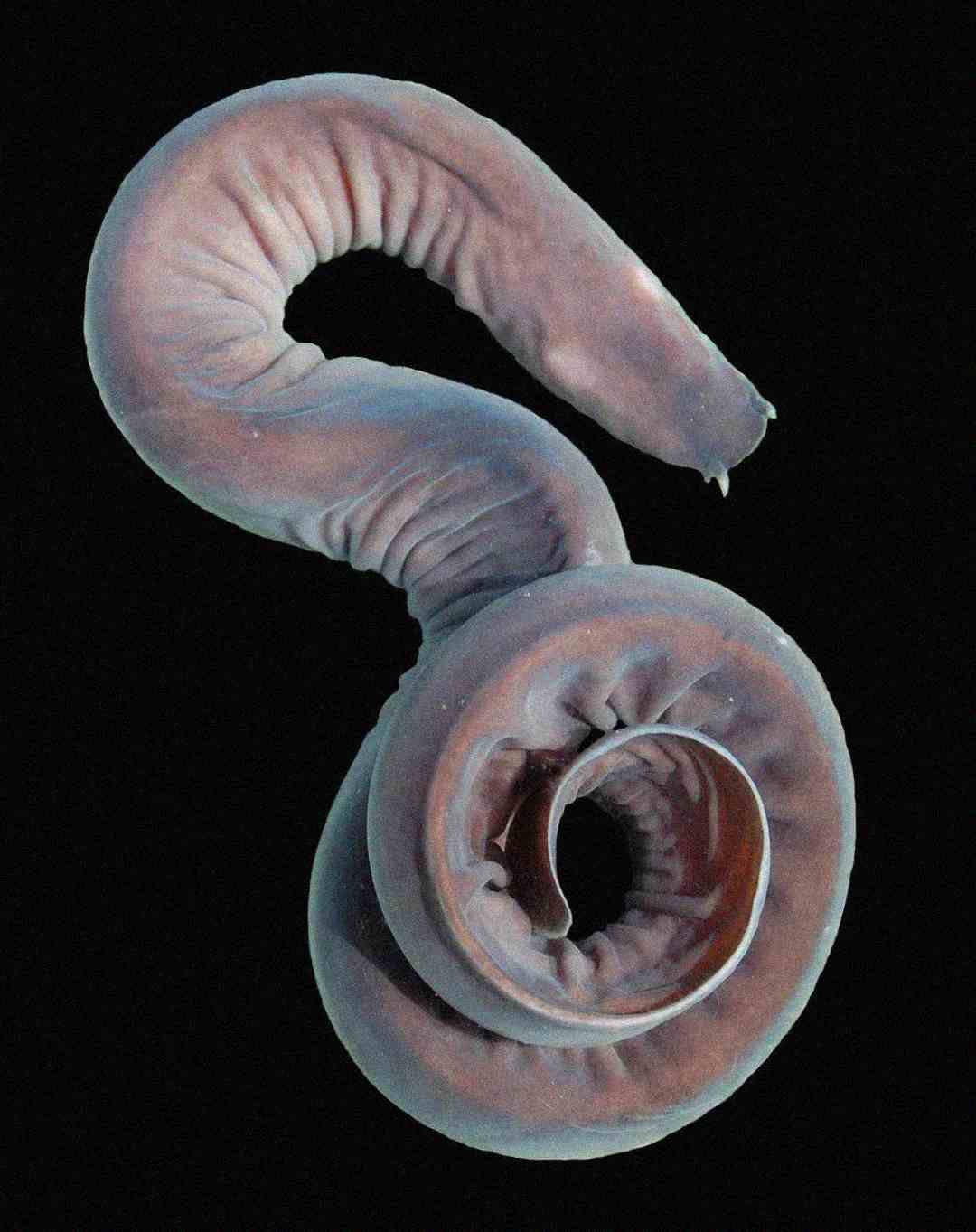 A close-up image of a pale, coiled, worm-like organism against a black background, displaying its tubular, segmented body and smooth, curved surface.