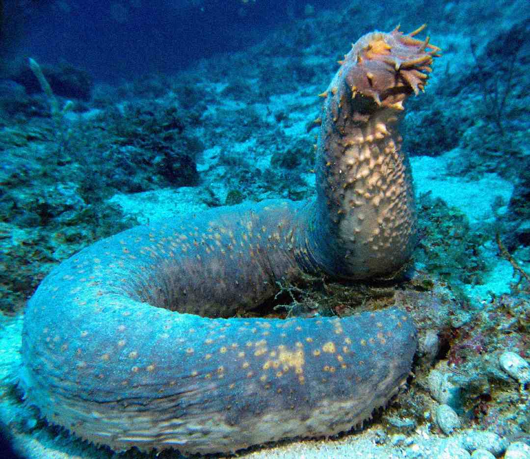 A large, brown sea cucumber with a bumpy, textured body rests on the ocean floor. Its mouth, fringed with short tentacle-like structures, is raised upright against a backdrop of blue water and marine vegetation.
